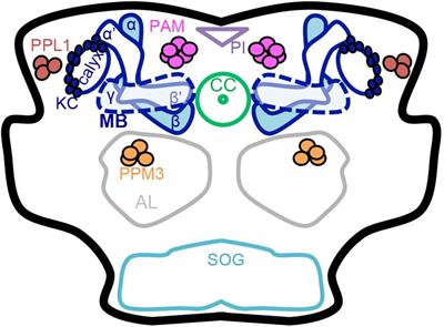 A Fly’s Eye View of Natural and Drug Reward